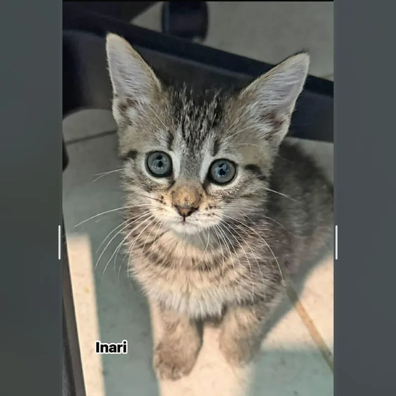 A baby small-sized female Gray / Blue / Silver Domestic Short Hair cat named Inari for adoption in North Port, FL