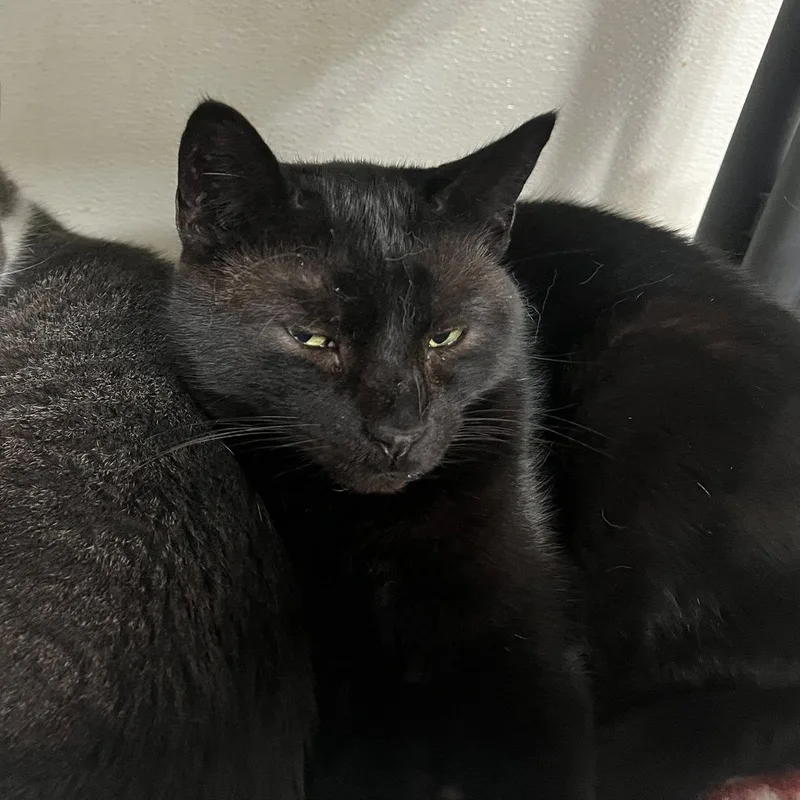 An adult medium-sized female Black Domestic Short Hair cat named Amelia for adoption in Albany, NY