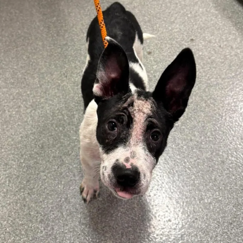 A baby small-sized male Black Pit Bull Terrier dog named Mango for adoption in Batavia, OH