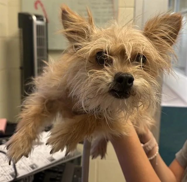 An adult small-sized female Chihuahua dog named Dd for adoption in Colorado Springs, CO