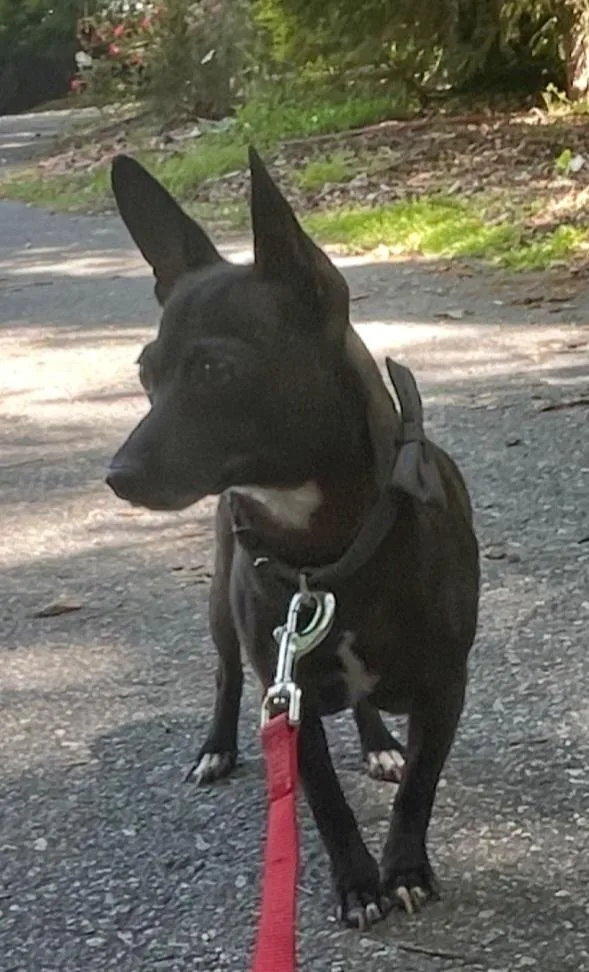 An adult large-sized female Black Chihuahua dog named Mya for adoption in Gillsville, GA