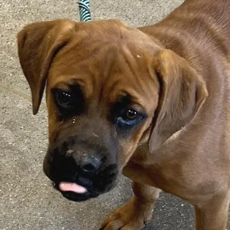 A young medium-sized female Yellow / Tan / Blond / Fawn Mixed Breed dog named Luisa for adoption in Las Cruces, NM
