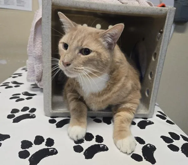 An adult large-sized male Domestic Short Hair cat named Mojo Jojo for adoption in Oceanside, CA