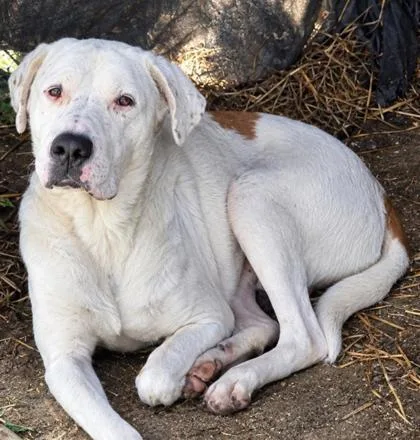 An adult large-sized female Terrier dog named Sadie for adoption in Bedford, IN