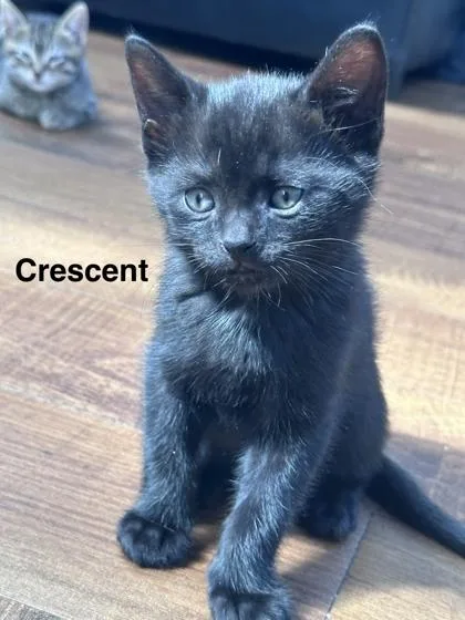 A baby small-sized male Black Domestic Short Hair cat named Crescent for adoption in New York, NY