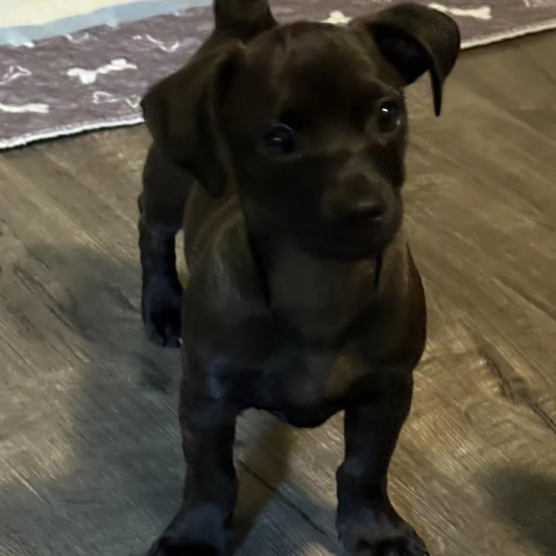 Mocha