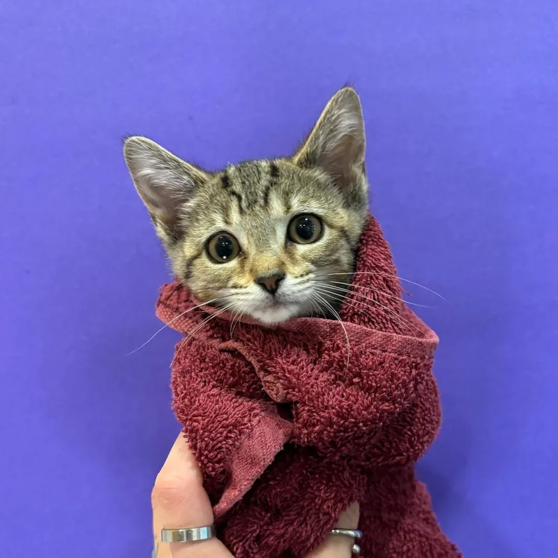 A baby small-sized female Brown / Chocolate Domestic Short Hair cat named Eep for adoption in Washington Township, OH