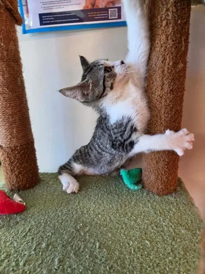 An adult medium-sized male Domestic Short Hair cat named Frog for adoption in Scottsbluff, NE