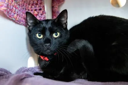 A young medium-sized male Domestic Medium Hair cat named Fiyero for adoption in Ringoes, NJ