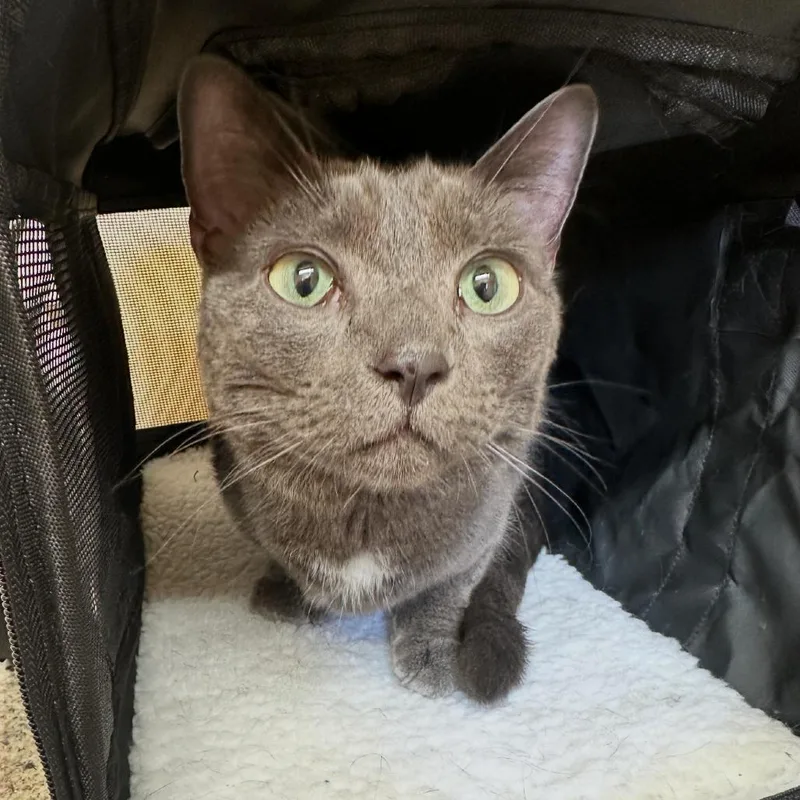 An adult medium-sized male Domestic Short Hair cat named Archie for adoption in Corinth, MS