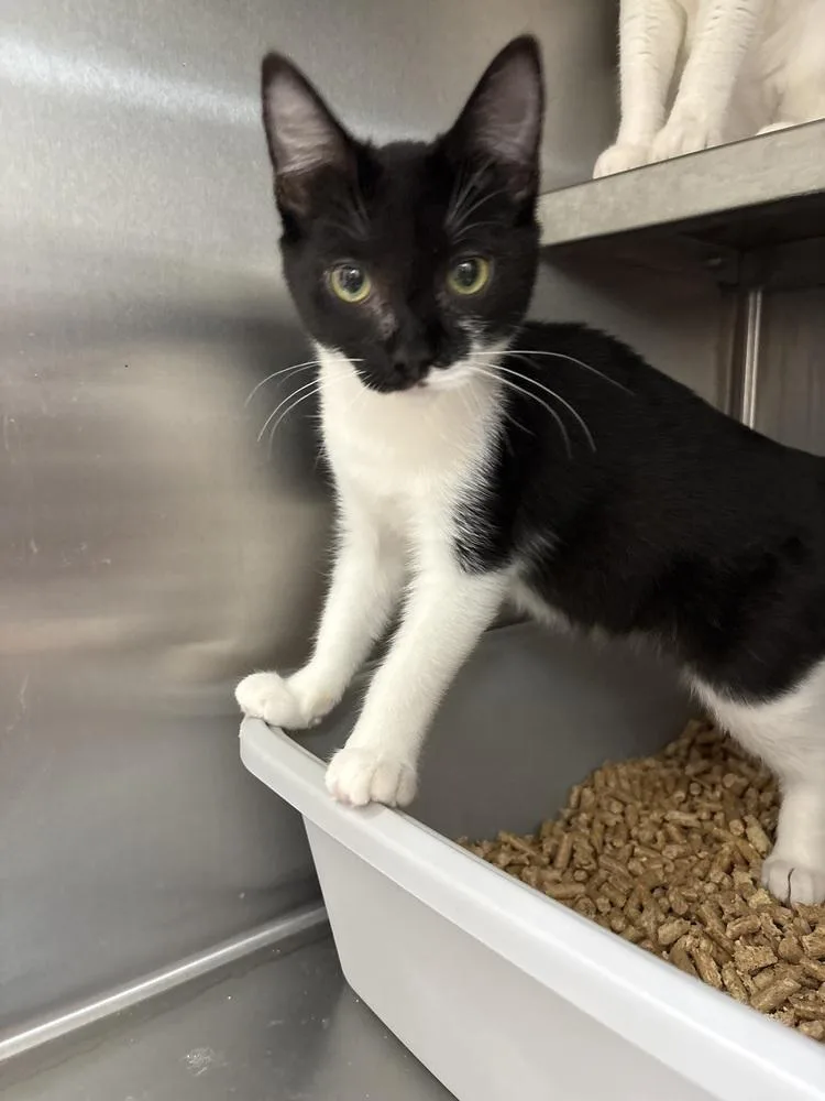 A baby small-sized female Domestic Short Hair cat named Teal for adoption in Oakdale, CA