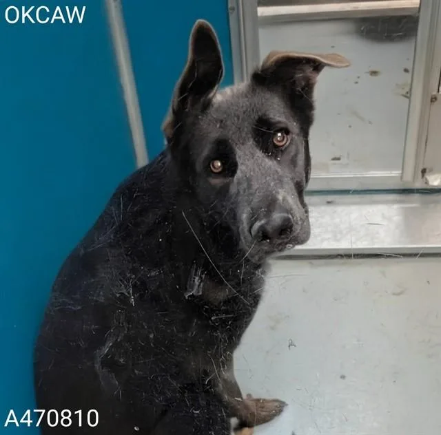 An adult medium-sized female German Shepherd Dog dog named Bunny for adoption in Oklahoma City, OK