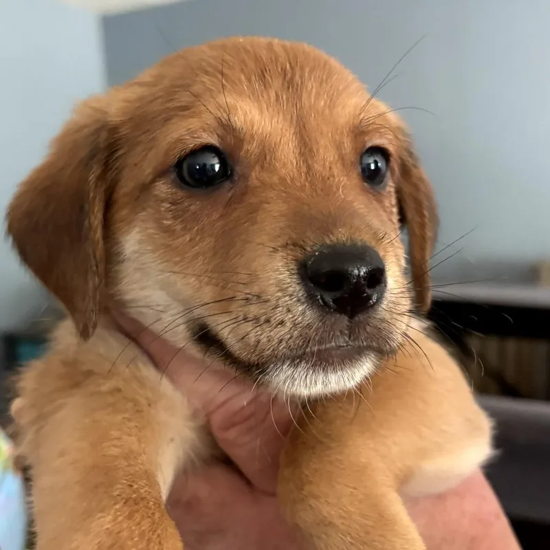 A baby small-sized male Brown / Chocolate Chihuahua dog named Chico for adoption in Floresville, TX