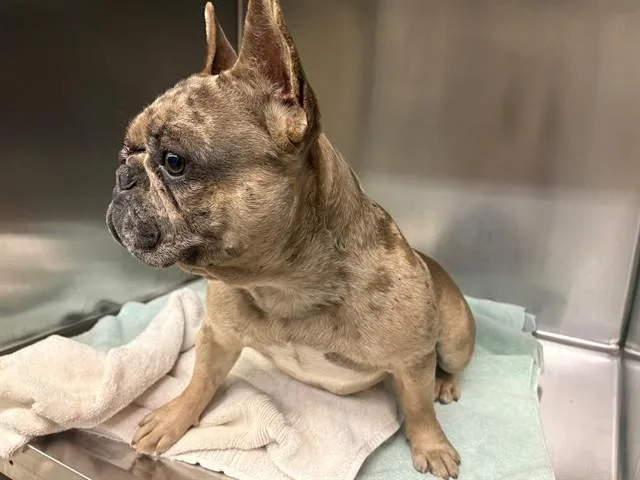 A young small-sized male French Bulldog dog named A for adoption in Gardena, CA