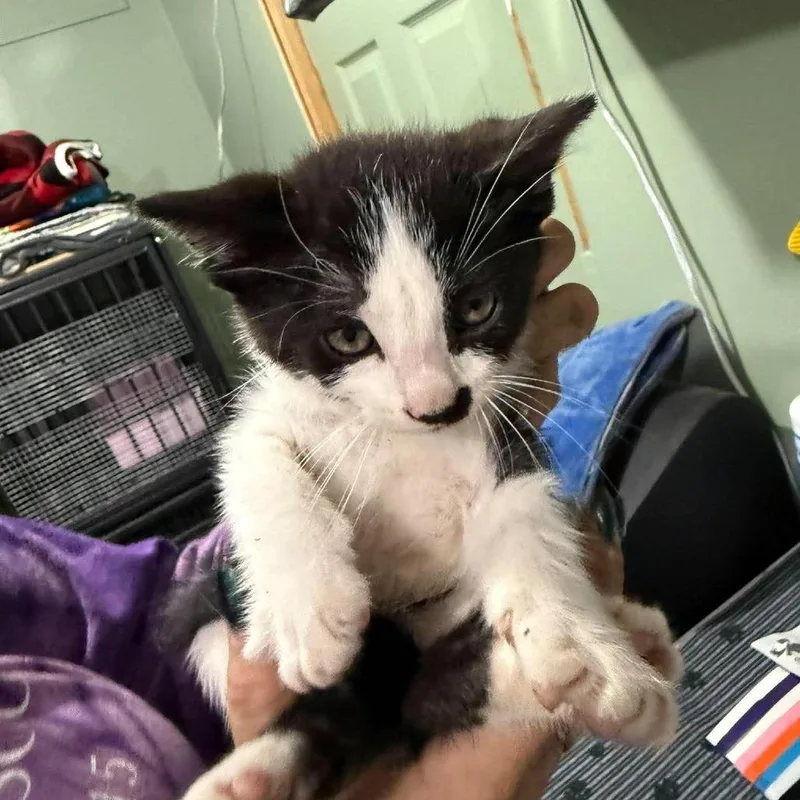 A baby small-sized male Black Domestic Medium Hair cat named Lucky for adoption in Ferndale, WA