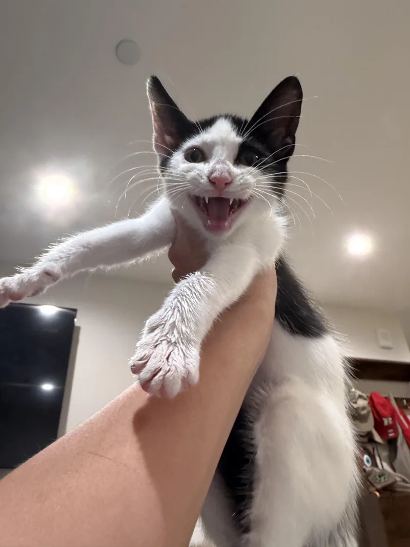 A baby small-sized male Black & White / Tuxedo Domestic Short Hair cat named Esteban for adoption in Bayonne, NJ