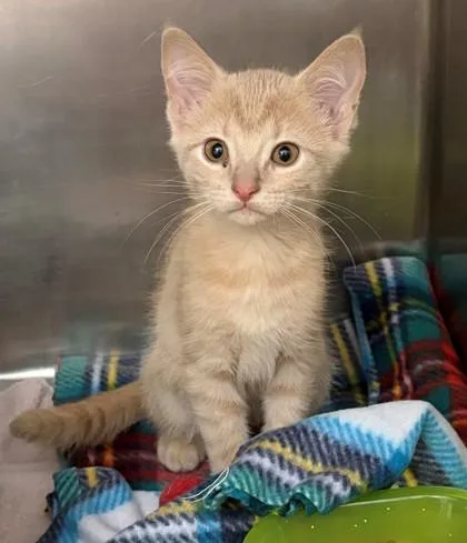 A baby small-sized male Domestic Short Hair cat named Windy for adoption in Baraboo, WI