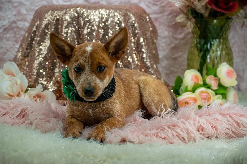 A baby small-sized female Australian Cattle Dog / Blue Heeler dog named Kim Possible for adoption in Sevierville, TN