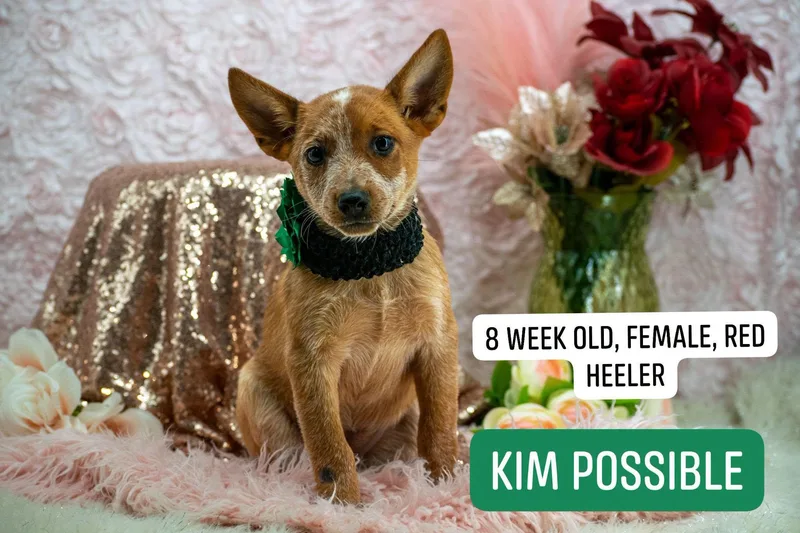Kim Possible thumbnail 4
