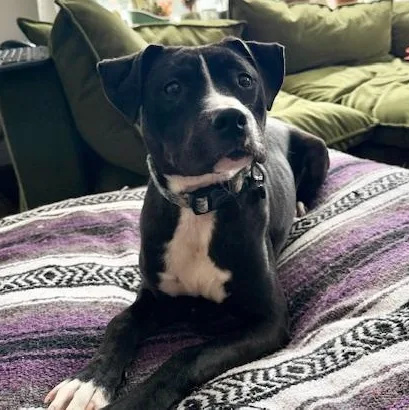 A young medium-sized male Black Boxer dog named Bowie for adoption in Cranston, RI