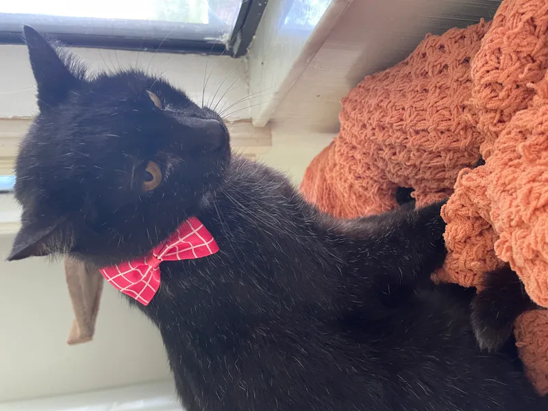 Sweet Lily thumbnail 2