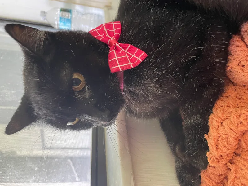 Sweet Lily thumbnail 3