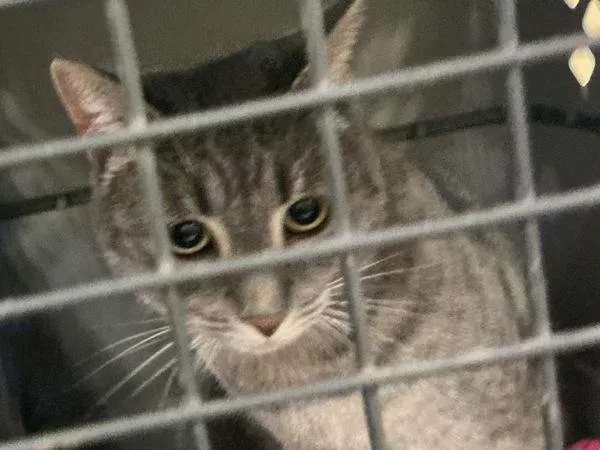 An adult small-sized male Domestic Short Hair cat named Enzo for adoption in Virginia Beach, VA