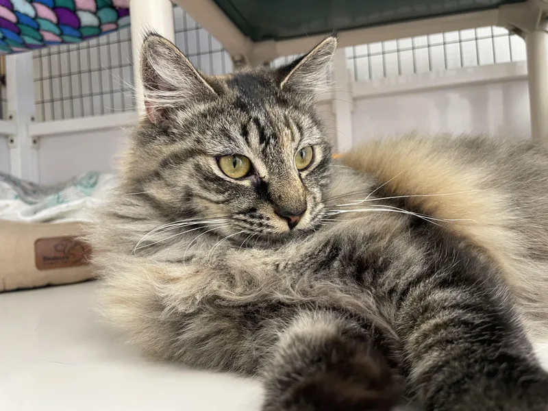 A baby medium-sized female Tortoiseshell Domestic Long Hair cat named Amber for adoption in Colonia, NJ