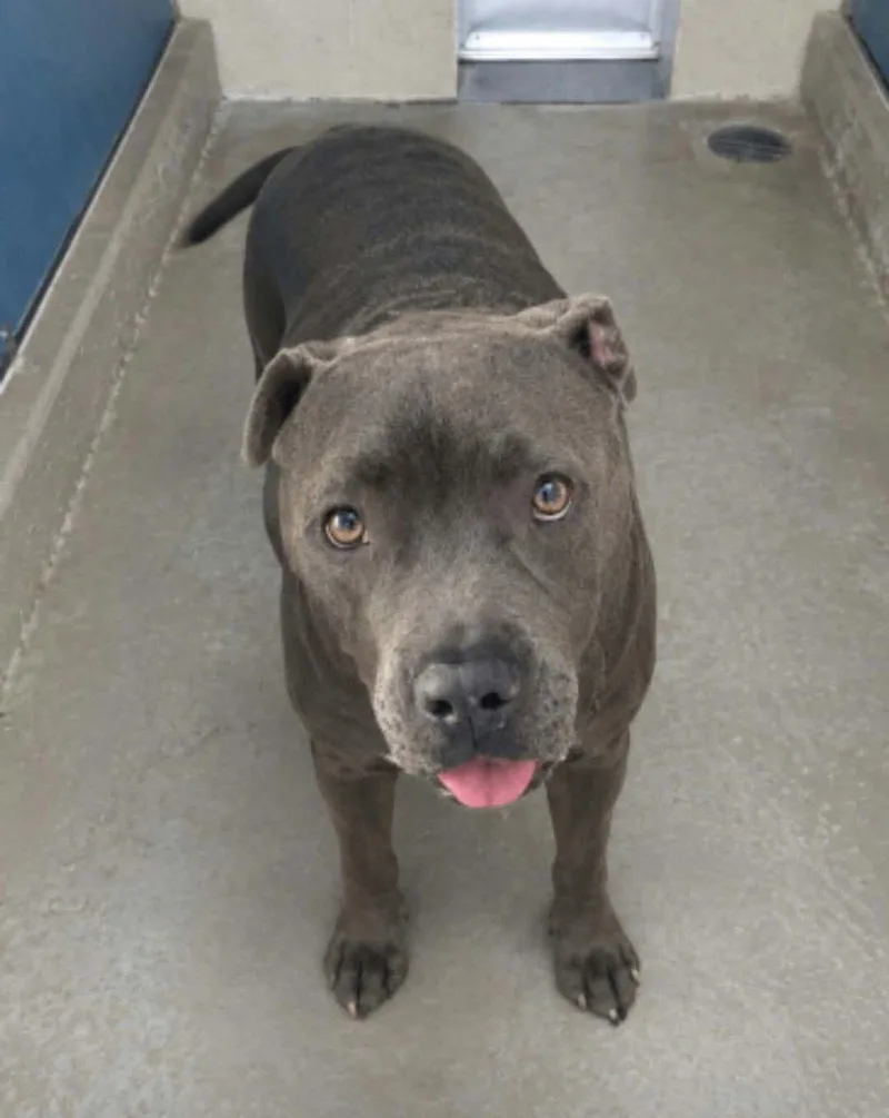 An adult large-sized male Gray / Blue / Silver American Staffordshire Terrier dog named Handsome for adoption in Kingman, AZ