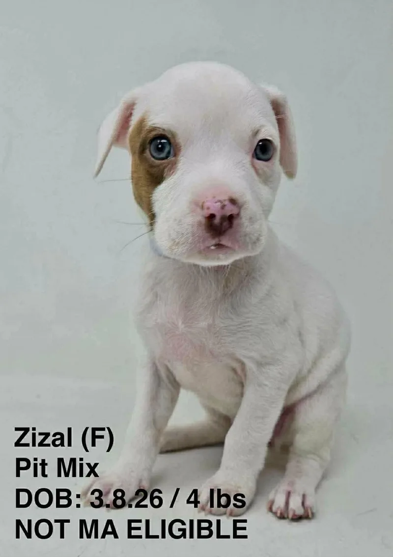 A young medium-sized female Pit Bull Terrier dog named Zizal for adoption in Pomfret Center, CT