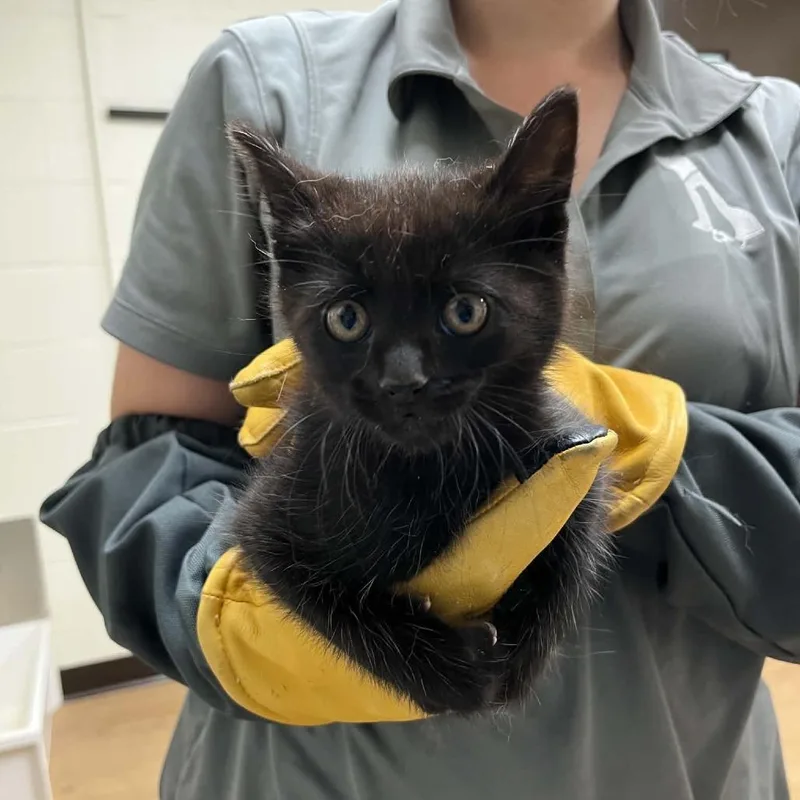 A baby small-sized male Black Domestic Short Hair cat named Svasstray for adoption in Lyndhurst, VA