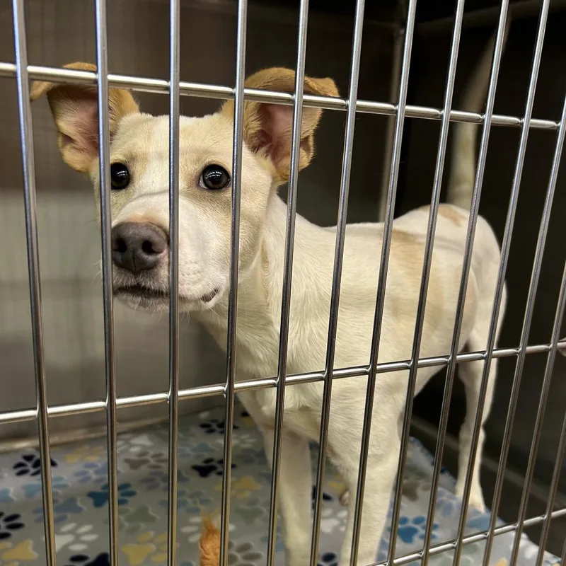 A baby small-sized male White / Cream Terrier dog named Toodles for adoption in Tanner, AL