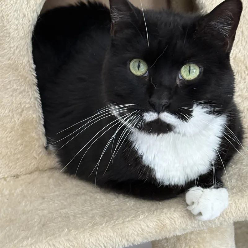 An adult large-sized female Black & White / Tuxedo Domestic Short Hair cat named Pepper for adoption in Old Bridge, NJ