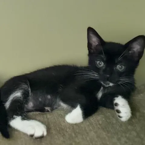 A baby small-sized female Black Domestic Short Hair cat named Thora for adoption in Port Charlotte, FL