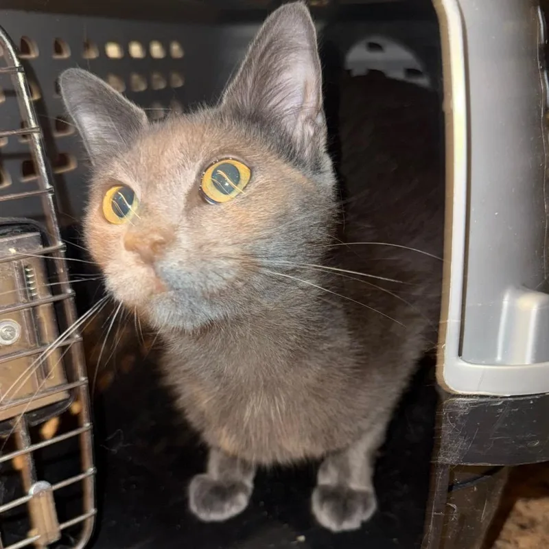 A young medium-sized female Gray / Blue / Silver Domestic Short Hair cat named London AKA BTF for adoption in Granby, MO