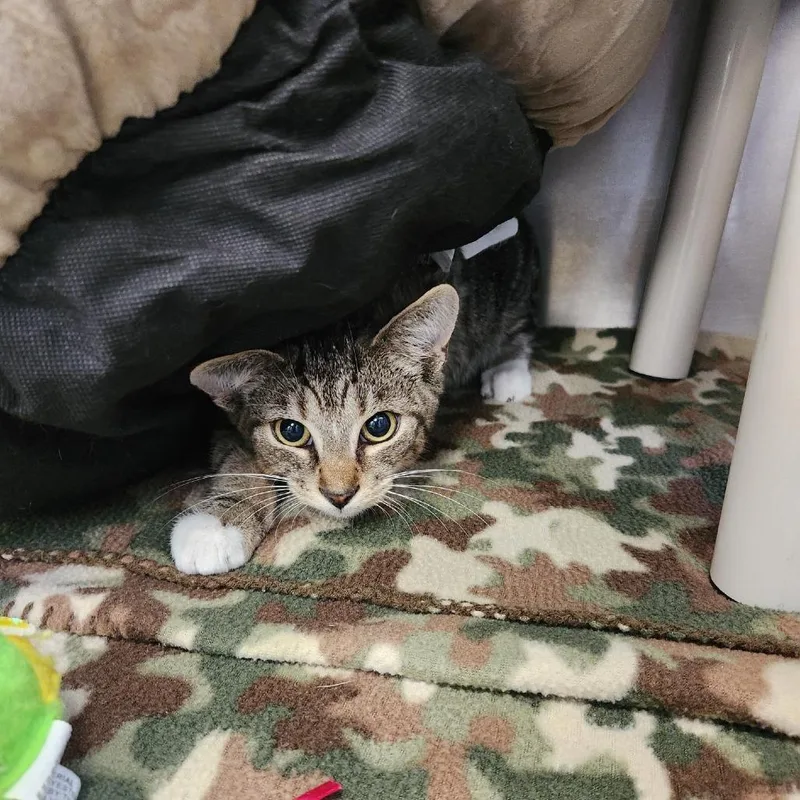 A young small-sized female Brown / Chocolate Domestic Short Hair cat named Lola for adoption in Brockton, MA