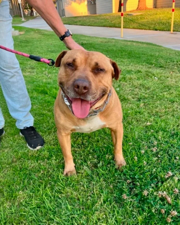 An adult medium-sized male Red / Chestnut / Orange Staffordshire Bull Terrier dog named Romeo for adoption in Los Angeles, CA