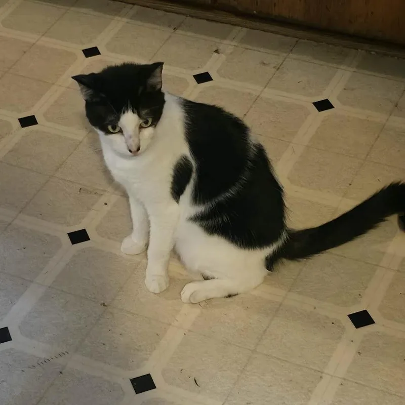 A senior small-sized female Black Domestic Short Hair cat named Princess for adoption in Roanoke, VA