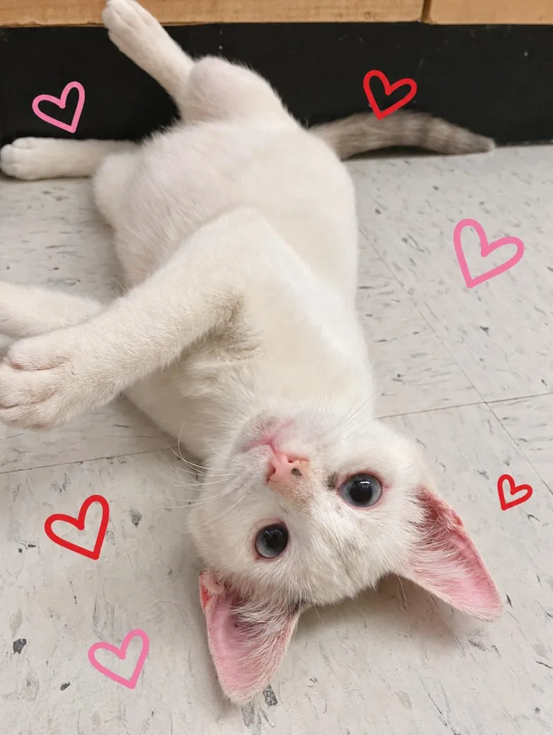 A baby medium-sized female Siamese cat named Crimson for adoption in Austin, TX