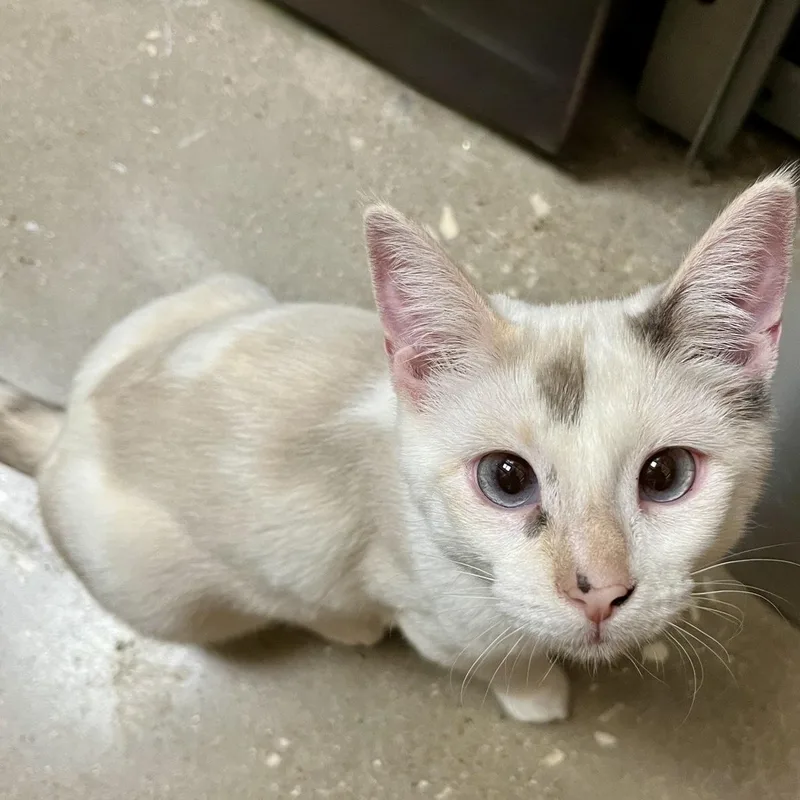 Crimson thumbnail 2