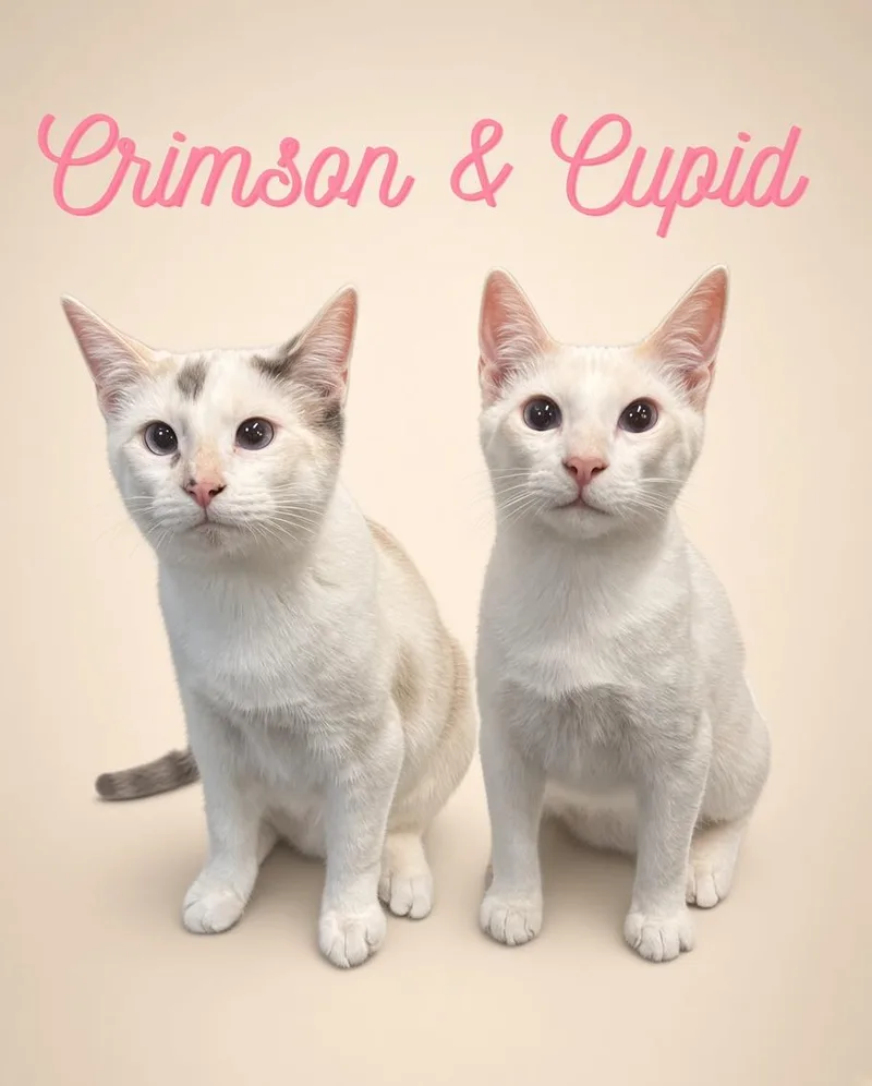 Crimson thumbnail 3