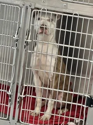 An adult medium-sized male Mixed Breed dog named Gouda for adoption in West Chester, PA