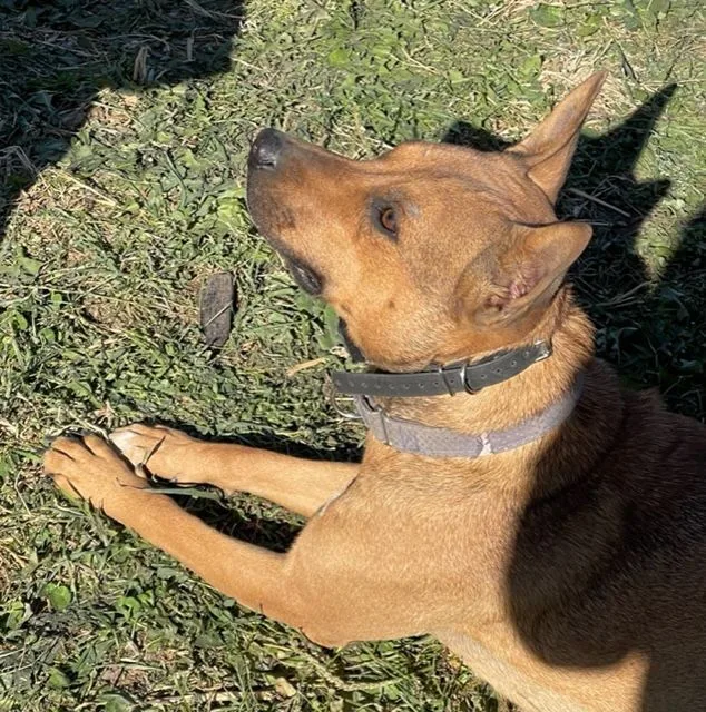 Deitrick thumbnail 5