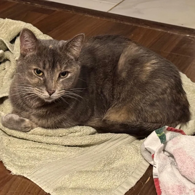 An adult small-sized female Gray / Blue / Silver Domestic Short Hair cat named Juliet for adoption in Huntsville, AL