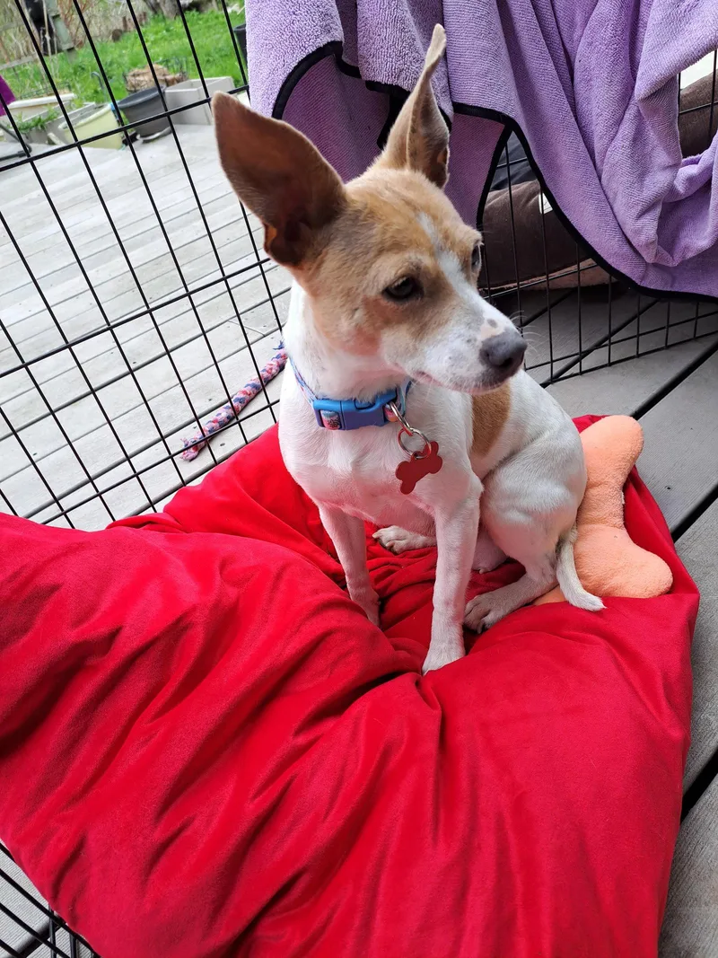 An adult small-sized female Chihuahua dog named Mama Peaches for adoption in Grafton, WI