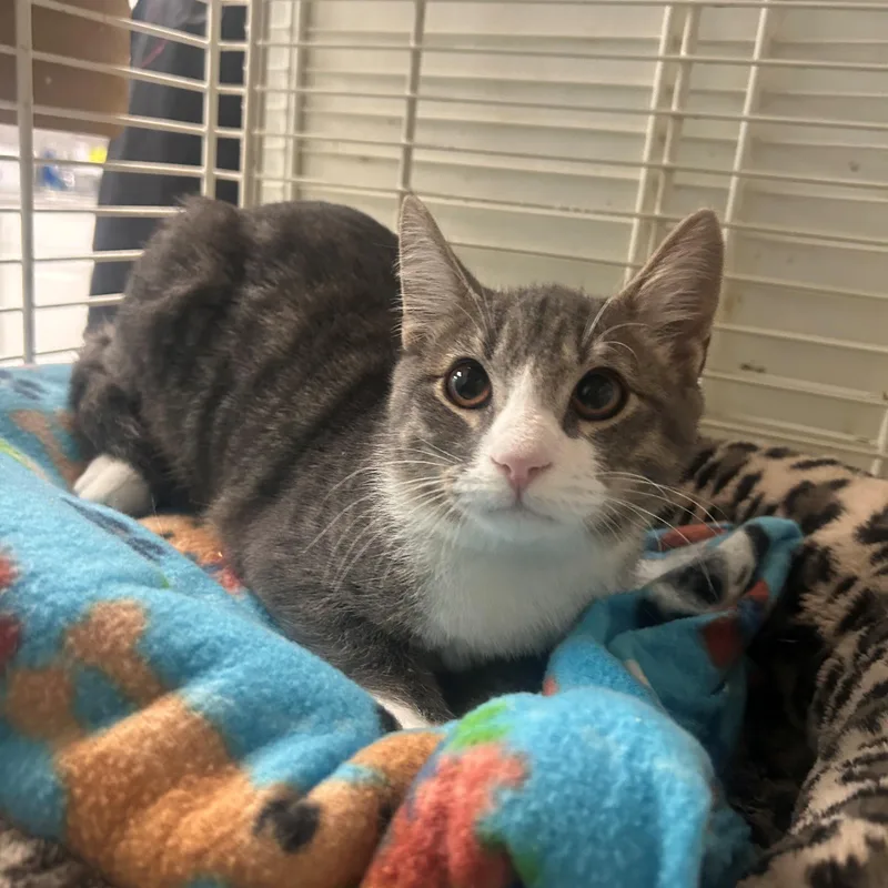 A young medium-sized male Gray & White Domestic Short Hair cat named Toby for adoption in Margate, FL