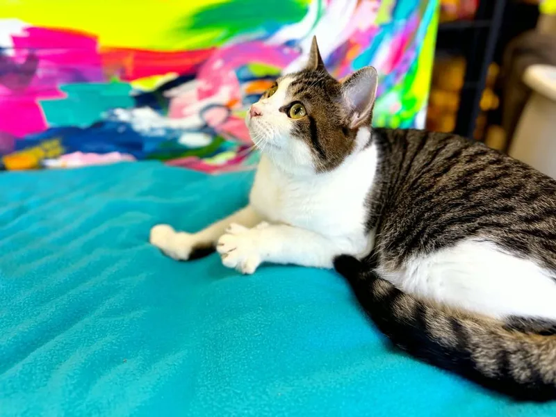 Porky Pig thumbnail 3