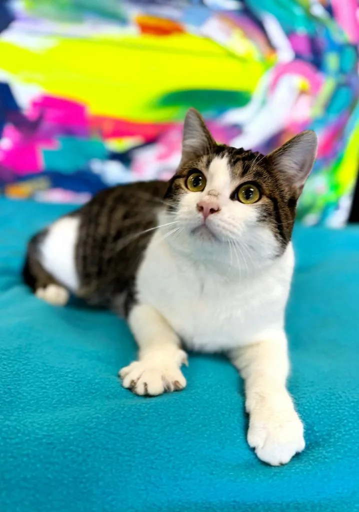 Porky Pig thumbnail 4