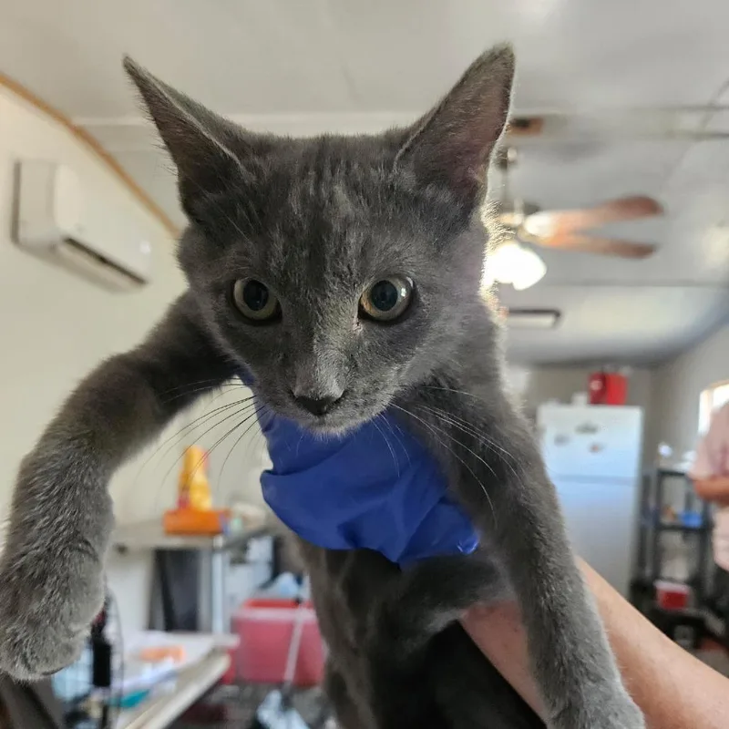 A baby small-sized female Gray / Blue / Silver Domestic Short Hair cat named Holly for adoption in Hattiesburg, MS