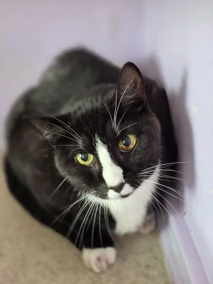 A senior large-sized male Domestic Short Hair cat named Bentley for adoption in Camano Island, WA
